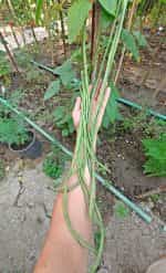 Αμπελοφάσουλο Σκούρο Σκαλωτό - Image 3