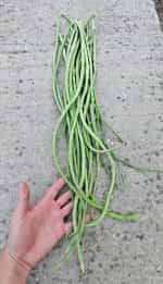 Αμπελοφάσουλο Σκούρο Σκαλωτό - Image 4