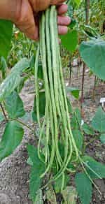 Αμπελοφάσουλο Σκούρο Σκαλωτό - Image 5