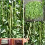 Αμπελοφάσουλο Σκαλωτό