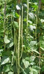 Αμπελοφάσουλο Σκαλωτό - Image 2