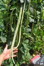 Αμπελοφάσουλο Σκαλωτό - Image 3