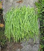 Αμπελοφάσουλο Σκαλωτό - Image 4