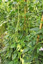 Αμπελοφάσουλο Σκαλωτό - Image 5