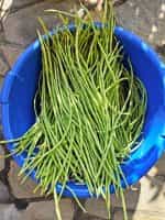 Αμπελοφάσουλο Σκαλωτό - Image 6