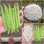 Φασόλι ''Cannellino'' για Φασολάδα Καθιστό