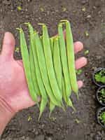 Φασόλι ''Cannellino'' για Φασολάδα Καθιστό - Image 2