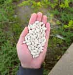 Φασόλι ''Cannellino'' για Φασολάδα Καθιστό - Image 3