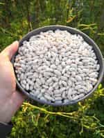 Φασόλι ''Cannellino'' για Φασολάδα Καθιστό - Image 4