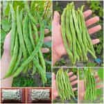 Φασολάκι ''Kentucky Wonder White'' Σκαλωτό