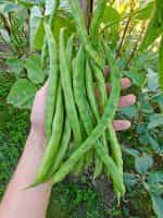 Φασολάκι ''Kentucky Wonder White'' Σκαλωτό - Image 2