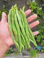 Φασολάκι ''Kentucky Wonder White'' Σκαλωτό - Image 3