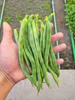 Φασολάκι ''Kentucky Wonder White'' Σκαλωτό - Image 4