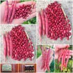 Φασόλι ''Slippery Silk'' Κόκκινο Σκαλωτό