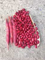 Φασόλι ''Slippery Silk'' Κόκκινο Σκαλωτό - Image 2