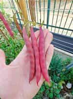 Φασόλι ''Slippery Silk'' Κόκκινο Σκαλωτό - Image 3