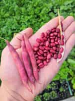 Φασόλι ''Slippery Silk'' Κόκκινο Σκαλωτό - Image 4