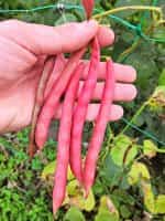 Φασόλι ''Slippery Silk'' Κόκκινο Σκαλωτό - Image 5