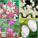 Λουνάρια ''Moneta Del Papa''