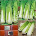 Λάχανο Κινέζικο ''Granaat''