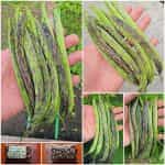 Φασολάκι ''Μπαρμπουνοζαργάνα'' Καθιστό