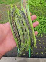 Φασολάκι ''Μπαρμπουνοζαργάνα'' Καθιστό - Image 2