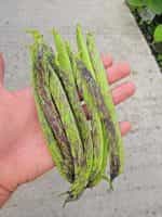 Φασολάκι ''Μπαρμπουνοζαργάνα'' Καθιστό - Image 3