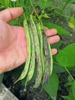 Φασολάκι ''Μπαρμπουνοζαργάνα'' Καθιστό - Image 4