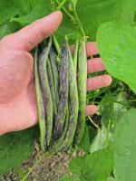 Φασολάκι ''Μπαρμπουνοζαργάνα'' Καθιστό - Image 5