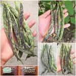 Φασολάκι Μπαρμπουνοζαργάνα ''Luminosa'' Σκαλωτό