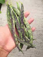 Φασολάκι Μπαρμπουνοζαργάνα ''Luminosa'' Σκαλωτό - Image 2