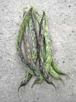 Φασολάκι Μπαρμπουνοζαργάνα ''Luminosa'' Σκαλωτό - Image 3