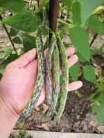 Φασολάκι Μπαρμπουνοζαργάνα ''Luminosa'' Σκαλωτό - Image 4