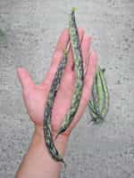 Φασολάκι Μπαρμπουνοζαργάνα ''Luminosa'' Σκαλωτό - Image 5