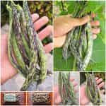 Φασολάκι Μπαρμπουνοζαργάνα ''Signora Della Campagna'' Σκαλωτό