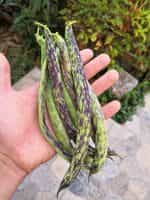 Φασολάκι Μπαρμπουνοζαργάνα ''Signora Della Campagna'' Σκαλωτό - Image 2