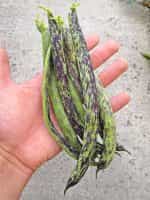 Φασολάκι Μπαρμπουνοζαργάνα ''Signora Della Campagna'' Σκαλωτό - Image 3