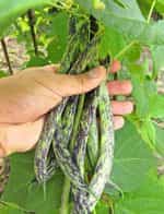 Φασολάκι Μπαρμπουνοζαργάνα ''Signora Della Campagna'' Σκαλωτό - Image 4