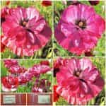 Παπαρούνα ''Πανδώρα''