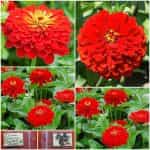 Ζίννια Κόκκινη ''Scarlet Flame''