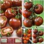 Ντομάτα ''Brunito'' F1 Μαύρη