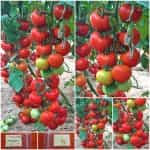 Ντομάτα ''Uragan'' F1