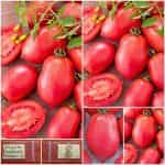 Ντομάτα ''Raspberry Bosman'' Χαμηλή