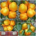 Πιπεριά ''Καλυψώ'' Γλυκιά