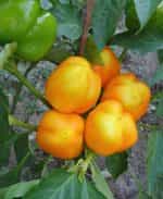 Πιπεριά ''Καλυψώ'' Γλυκιά - Image 2