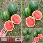 Καρπούζι ''Mini Love'' F1