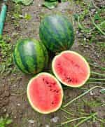 Καρπούζι ''Mini Love'' F1 - Image 2