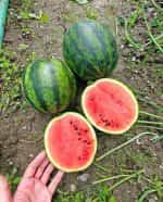 Καρπούζι ''Mini Love'' F1 - Image 3