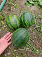 Καρπούζι ''Mini Love'' F1 - Image 4