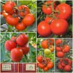 Ντομάτα Επιτραπέζια ''Polfast'' F1